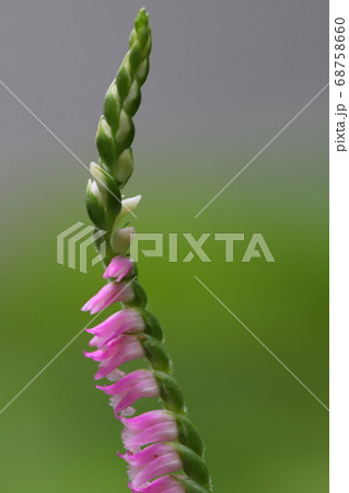 春の野原に咲くネジバナのピンク色の花 春の野原に咲くネジバナのピンク色の花 68758660