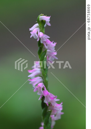 春の野原に咲くネジバナのピンク色の花 春の野原に咲くネジバナのピンク色の花 68758669