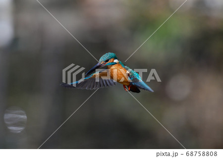 空中でホバリングをするカワセミ 空中でホバリングをするカワセミ 68758808