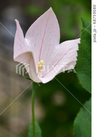 薄ピンクのキキョウの花 68759080