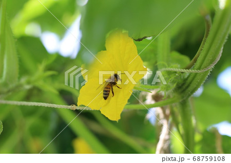キュウリとミツバチ キュウリとミツバチ 68759108