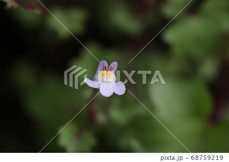 春の野原に咲くツタバウンランの薄紫色の花 春の野原に咲くツタバウンランの薄紫色の花 68759219
