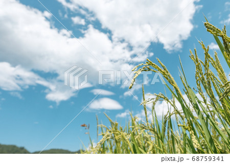 夏の稲（8月） 68759341