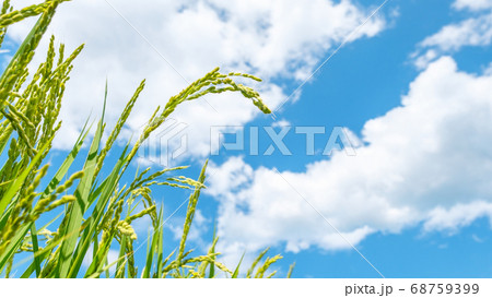夏の稲（8月） 68759399