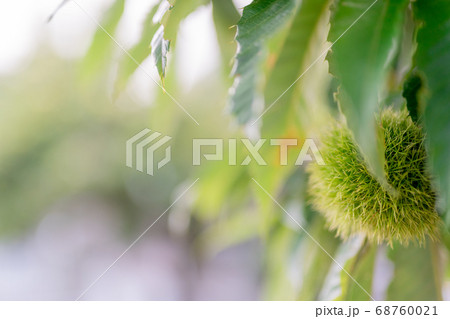 屋外の栗 68760021