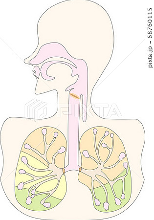 呼吸器イラスト 68760115