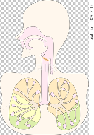 呼吸器イラスト 68760115