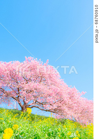 南伊豆町・下賀茂の河津桜　（ソフトフォーカス） 68760910