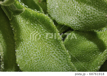 アイスプラント・ぶつぶつのアップ 68761918