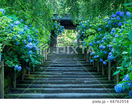 北鎌倉・明月院　参道のあじさいと山門 68762058