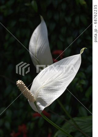 スパティフィラム 68762235