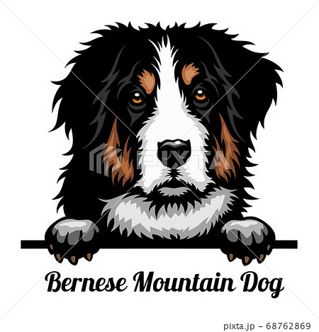 Bernese Mountain Dog - Color Peeking Dogs - breed face head isolated on white 68762869