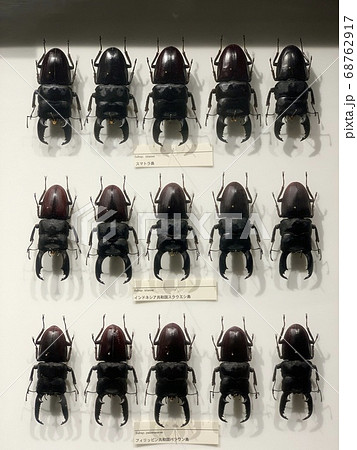 神奈川縣立生命地球博物館鹿角甲蟲標本-照片素材（圖片） [68762917