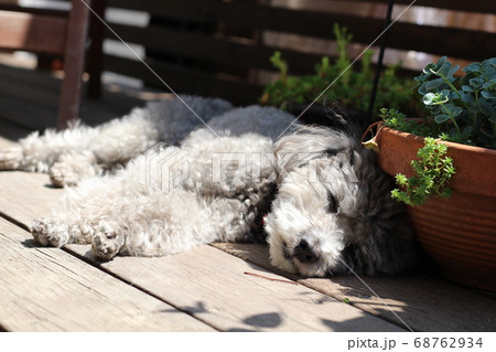 ウッドデッキで日向ぼっこをするトイプードル 68762934