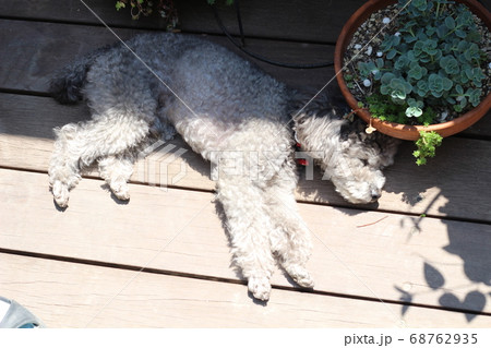 ウッドデッキで日向ぼっこをするトイプードル 68762935