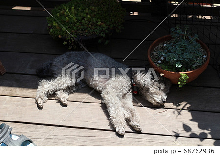 ウッドデッキで日向ぼっこをするトイプードル 68762936