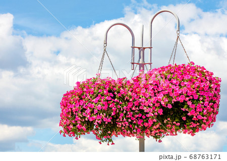 Pink and red petunias adorn a street white pillar Pink and red petunias adorn a street white pillar 68763171
