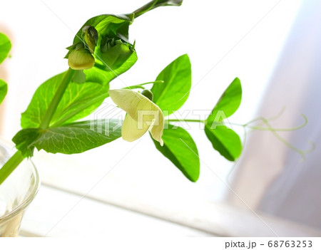 えんどう豆の花 えんどう豆の花 68763253