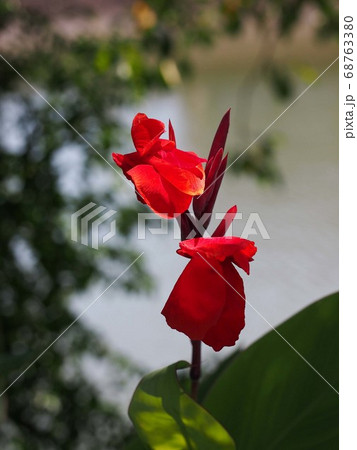 木漏れ日を浴びた赤いカンナの花の写真素材