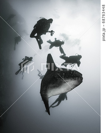 Mola Mola Mola Mola 68763448