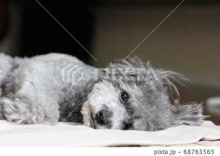 横になるトイプードル　寝ているトイプードルがカメラを見ている　犬の表情 68763565