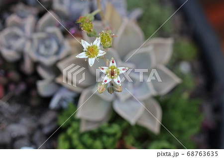 エケベリアの花 68763635