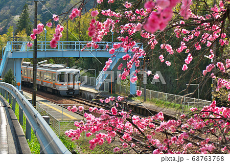 高山本線　春の下油井駅 68763768