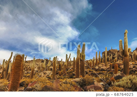 Giant cactus at Isla Incahuasi in Salar de Uyuni Giant cactus at Isla Incahuasi in Salar de Uyuni 68764025