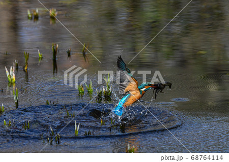 （2枚組の1）大きなザリガニを捕食して飛び上がるカワセミ 68764114