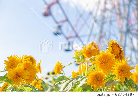 向日葵と観覧車 68764397