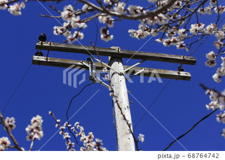 Power lines with Apricot Blooms on a spring day with blue sky in Kansas. 68764742