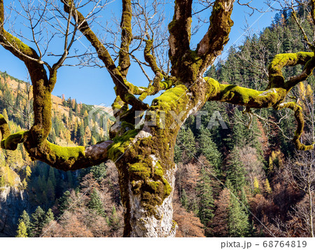 Maple trees at Ahornboden, Karwendel mountains, 68764819