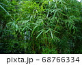 木　自然　木肌　神秘的 68766334