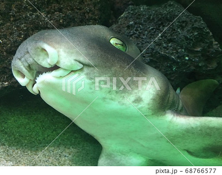 戯けて泳ぐかわいいネコザメの写真素材