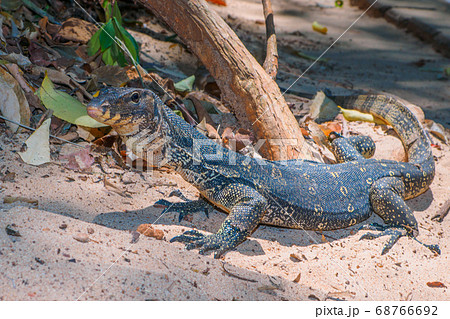 野生の若いミズオオトカゲ (ライレイ、クラビ県、タイ王国) 68766692