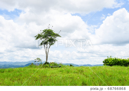 Green grass on a field with tree / Beautiful 68766868