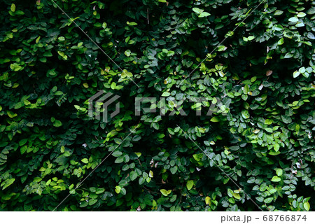 Green leaves texture background - Natural green 68766874