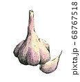 Hand-drawn watercolor image of garlic. Jpeg only 68767518