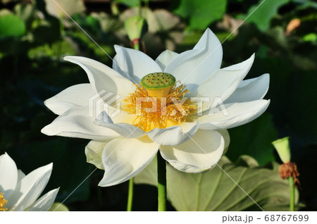 朝日を浴びて力いっぱい咲く白い古代蓮の花 68767699