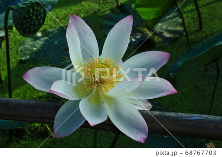 大きく咲いた白い古代蓮の花 68767703