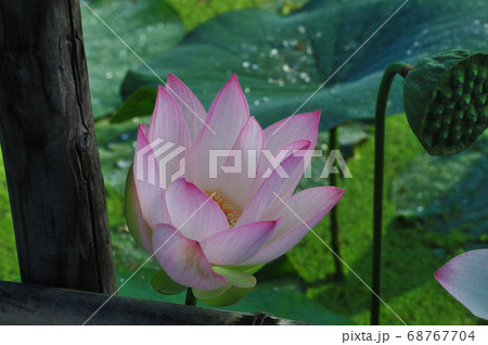 咲きだす古代蓮 68767704