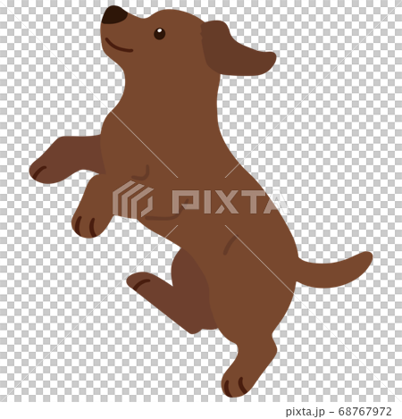 Cute chocolate labrador jumping without main line 68767972
