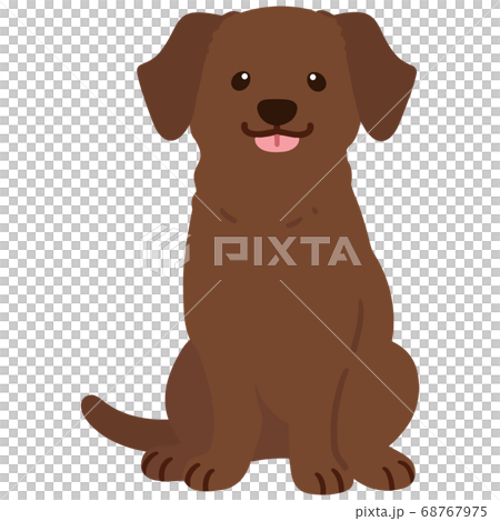 A cute chocolate-colored Labrador to sit on, no front line 68767975