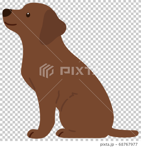 A cute chocolate-colored Labrador to sit sideways without the main line 68767977