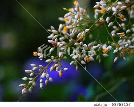 ナンテンの花と蕾のクローズアップの写真素材