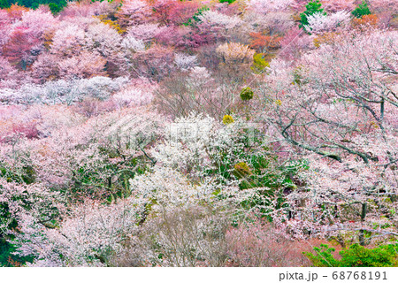 吉野山の千本桜 満開 春イメージ （奈良県吉野郡吉野町） 2020年4月 68768191