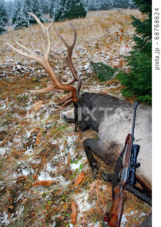 Trophy deer  or Tien-Shan maral  after hunting  68768624