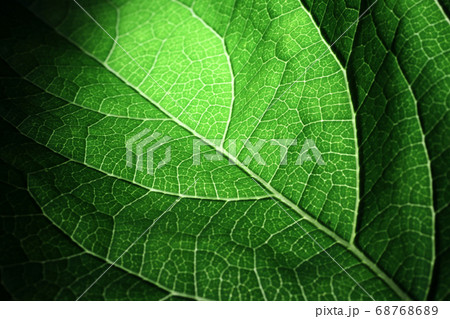 Closeup of portion of green netted veins leaf. 68768689