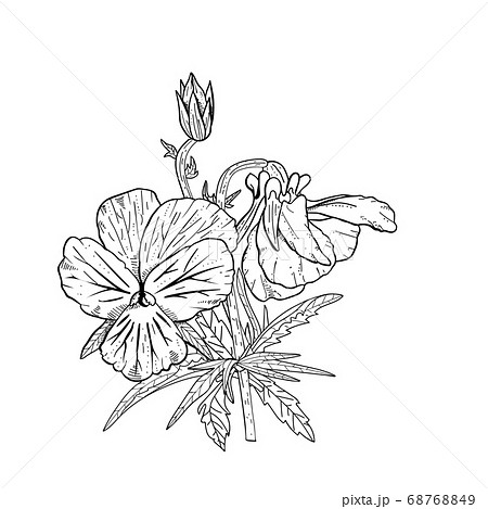 Hand Drawn Pansy Flowers Clipart のイラスト素材 68768849 Pixta