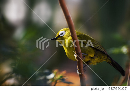 Silvereye small bird Silvereye small bird 68769107